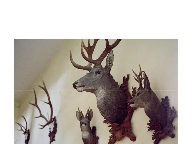 In this image we can see a few elk head decors on the wall.