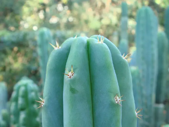 In this image there are so many cactus in the middle. There are thorns on the cactus.