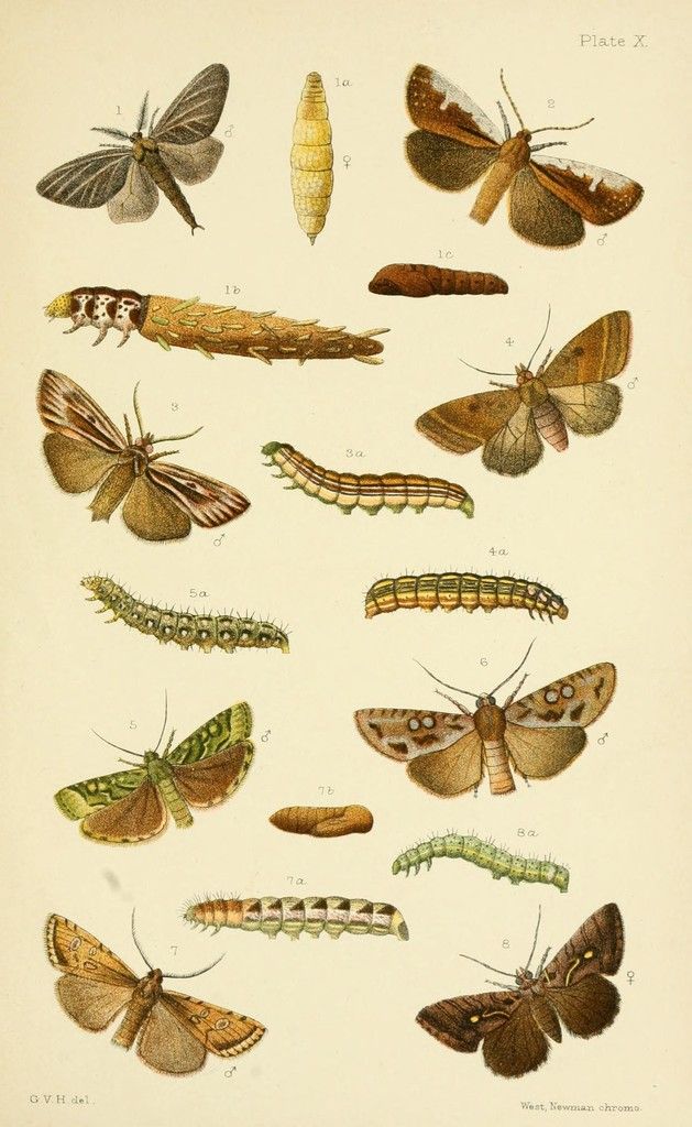 Tips for Safe Pesticide Use when Opting for Professional Pest Control Services