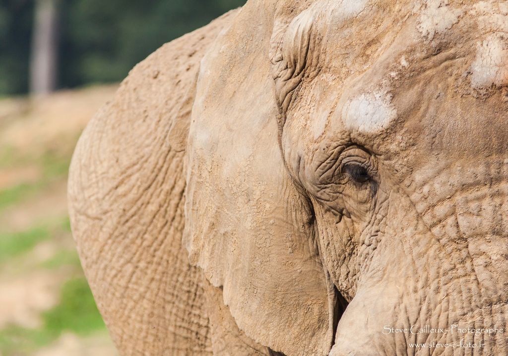 Mournful news: Beloved elephant Otto succumbs to herpes infection.